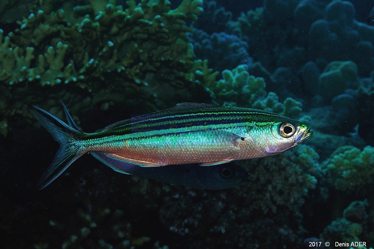 Caesio striata Fusiliers stries-Safaga Tobia kebir-3m-20171120-Denis-ADER-DSC_3220_tn.jpg